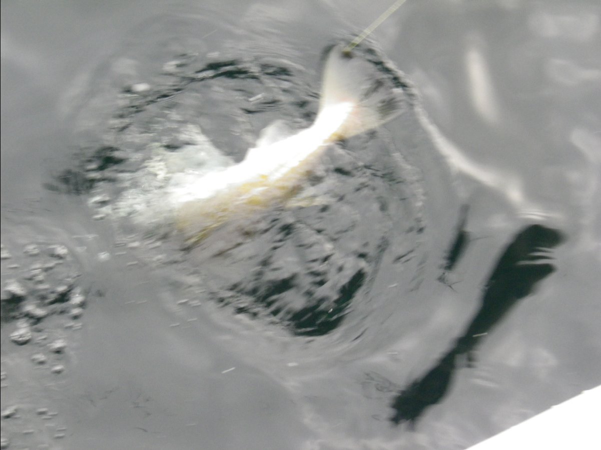 Cod Fishing19